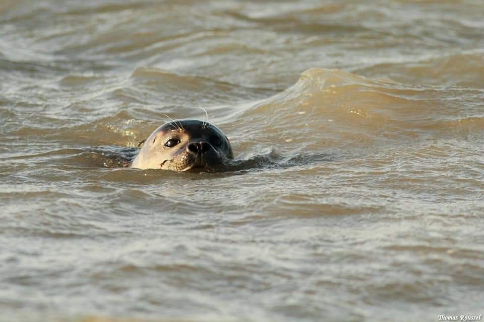 seal in Normandy