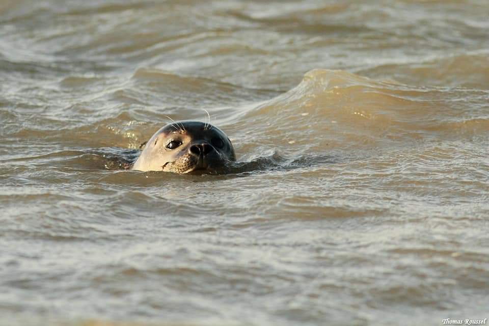 phoque en Normandie