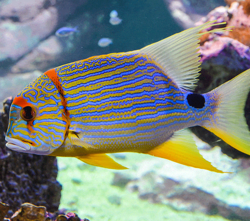 poisson tropical cherbourg musee