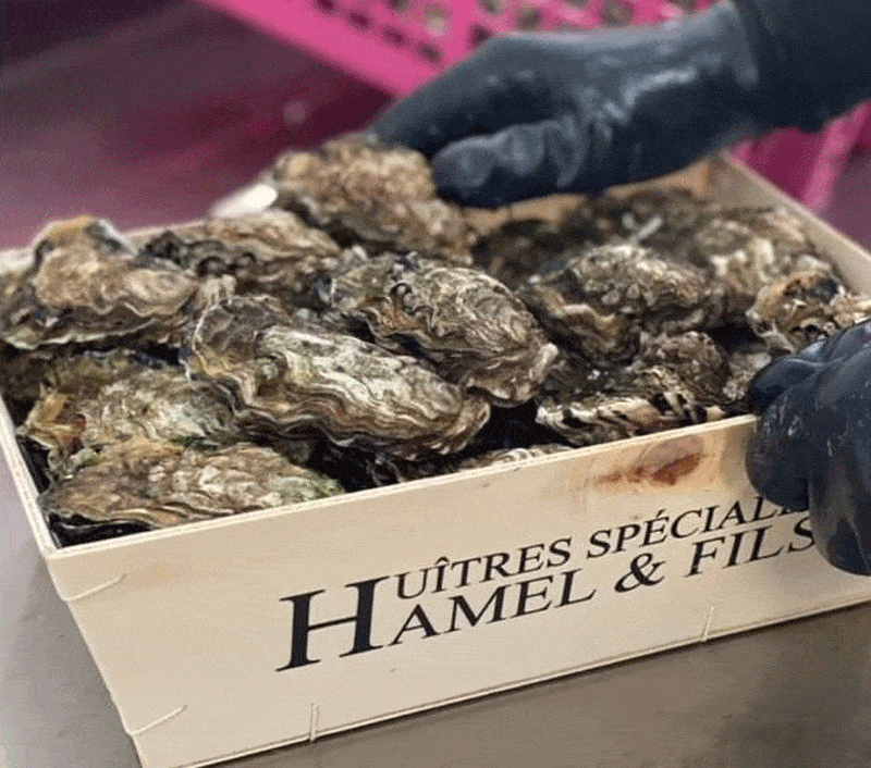 utah beach oysters hamel & sons