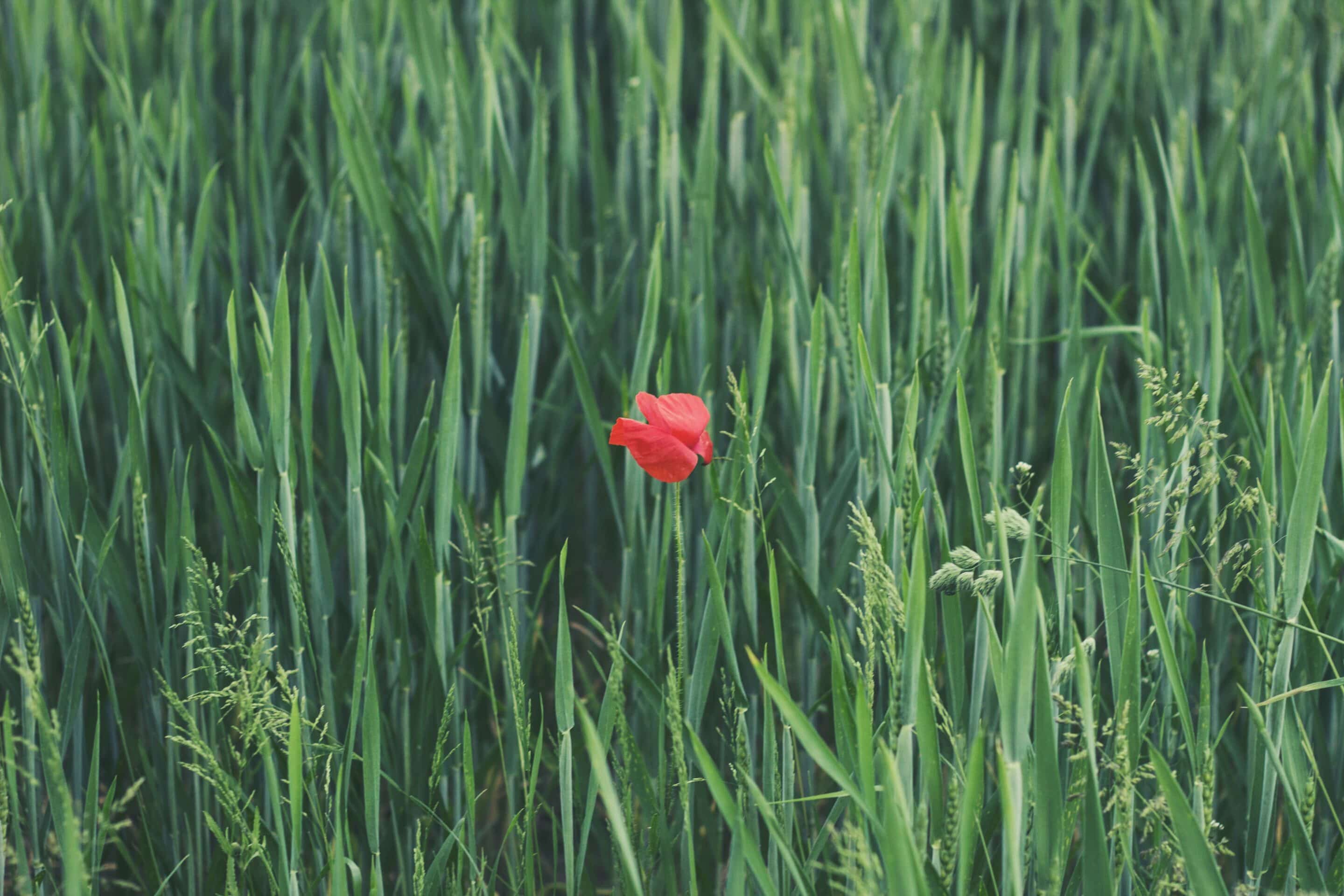 Vibrance de la nature: Captivant coquelicot éclatant dans un paysage paisible