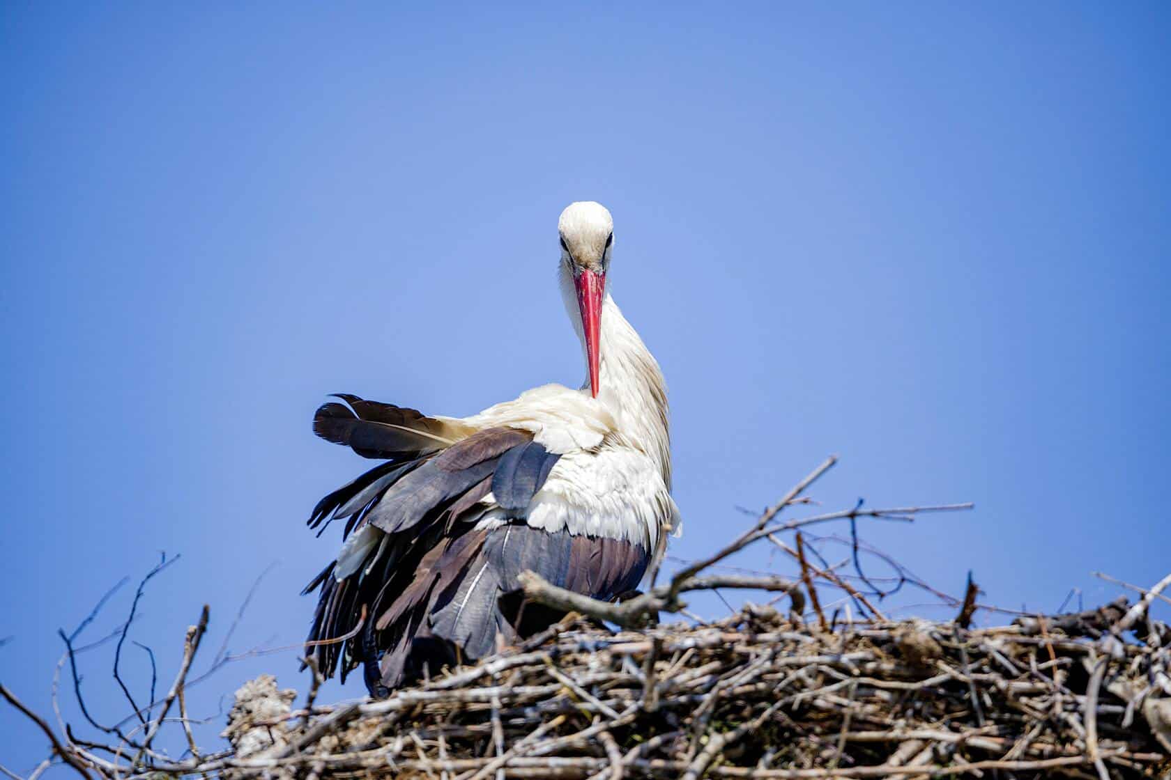 Cigogne blanche dans son nid au cœur du Parc Naturel des Marais du Cotentin, proche du Camping La Baie des Veys.
