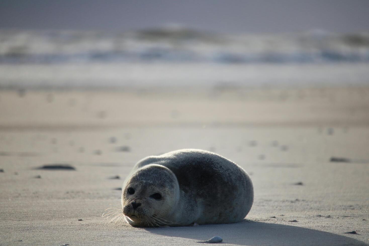 Groupe de phoques veaux-marins se reposant sur un banc de sable dans la Baie des Veys à marée basse.