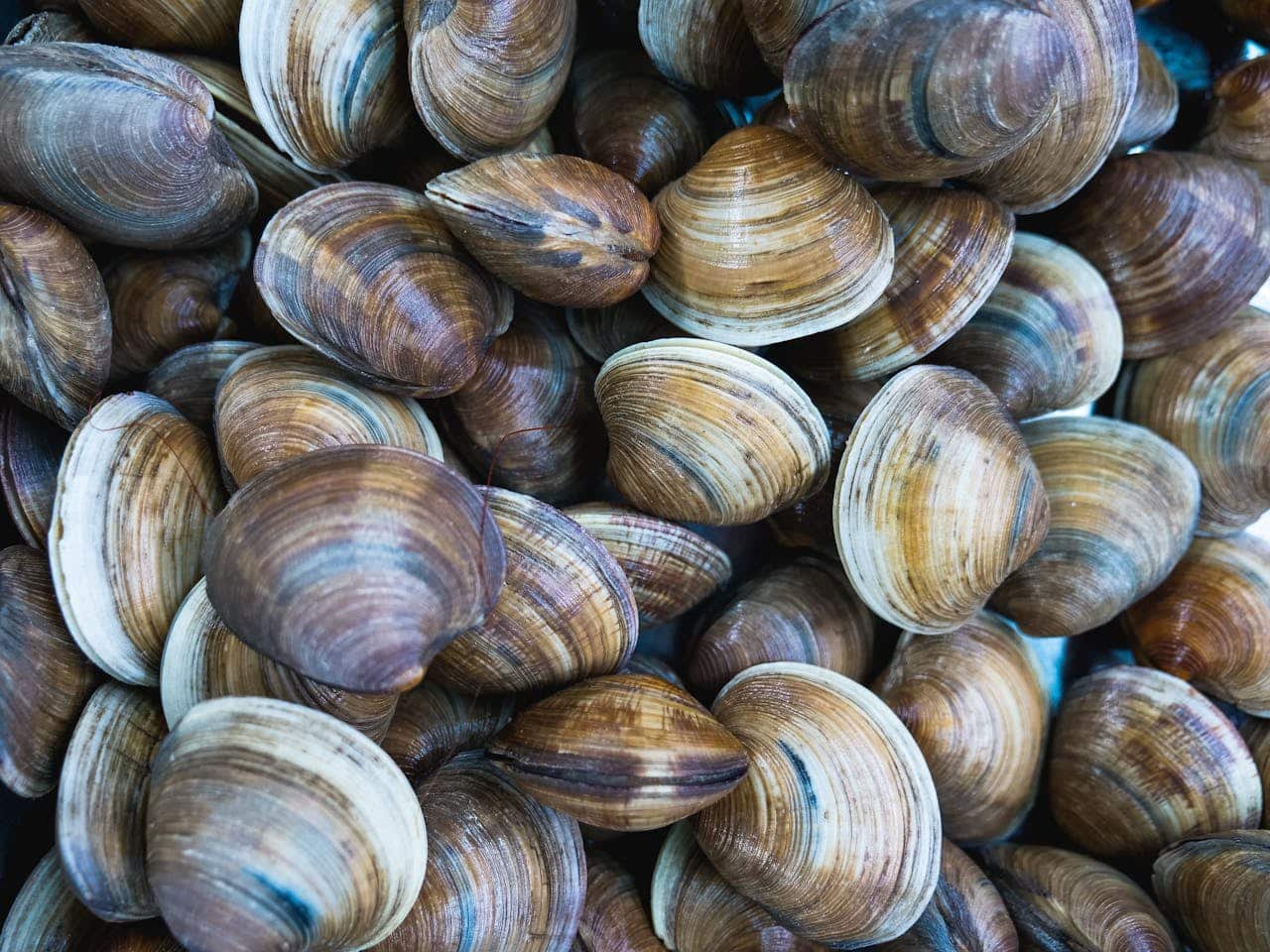 Découvrez le plaisir de trouver une palourde lors des Grandes Marées de septembre en Baie des Veys. Un trésor rare pour une pêche à pied responsable près du Camping La Baie des Veys