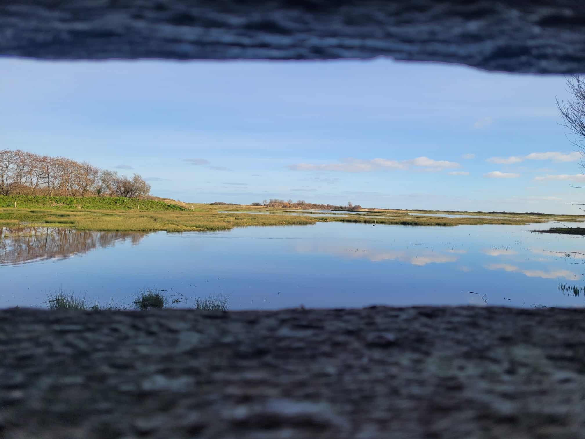 Observation d'oiseaux migrateurs et de phoques veaux-marins à la Réserve Naturelle de Beauguillot dans le Cotentin