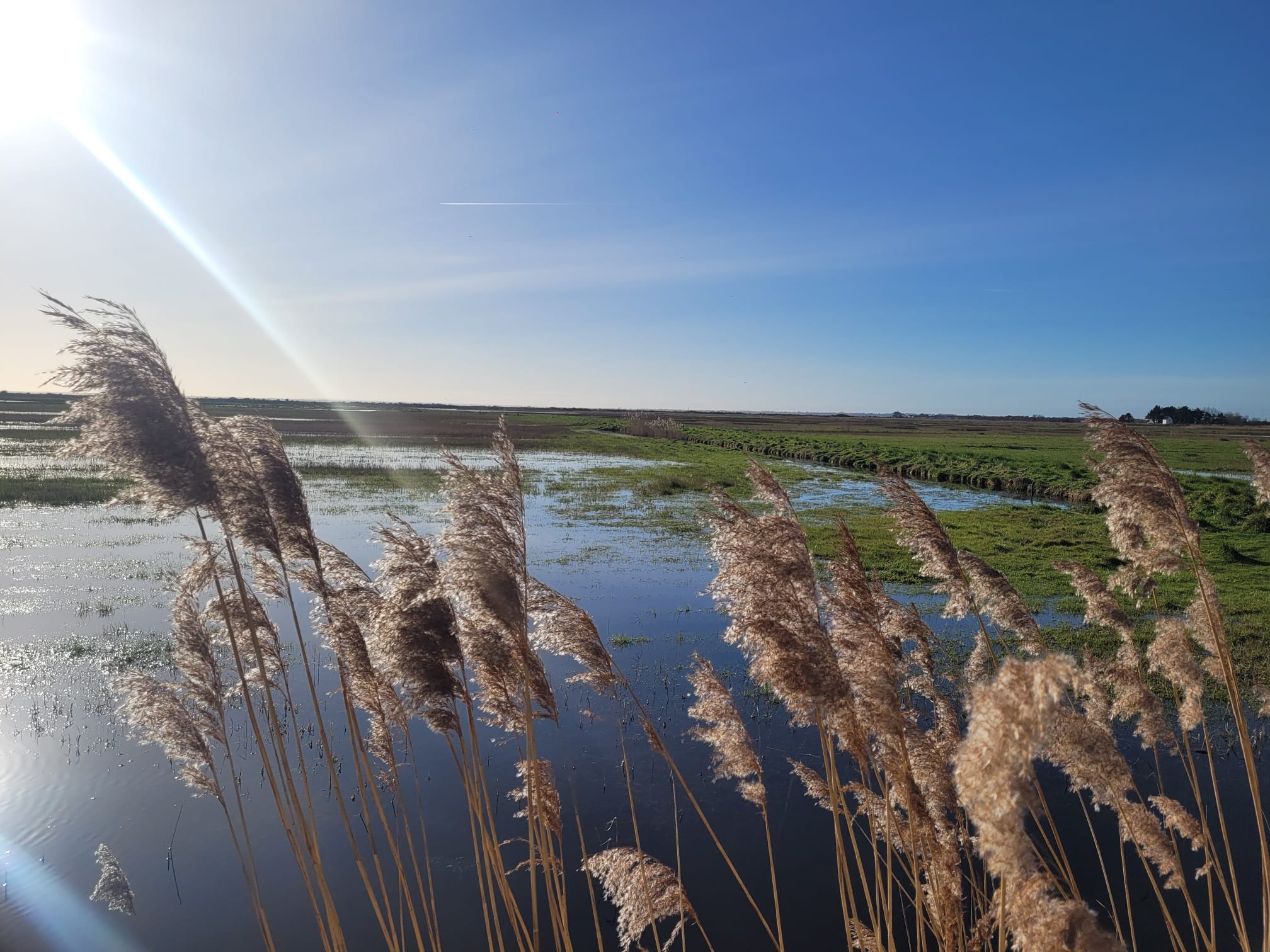Sentier de randonnée et observatoire en bois dans les marais de la Réserve de Beauguillot à Sainte-Marie-du-Mont