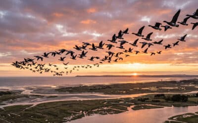 Observing migratory birds: The spectacle of autumn